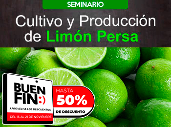 Cultivo y Producción de Limón Persa.