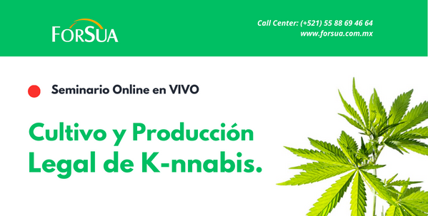 Banner_Cultivo_de_K-nnabis_600x400_c9bfc8cf