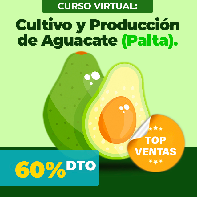 ONDEMAND-AGUACATE_1