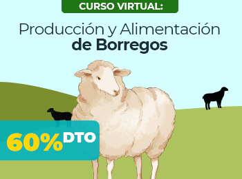 borregos