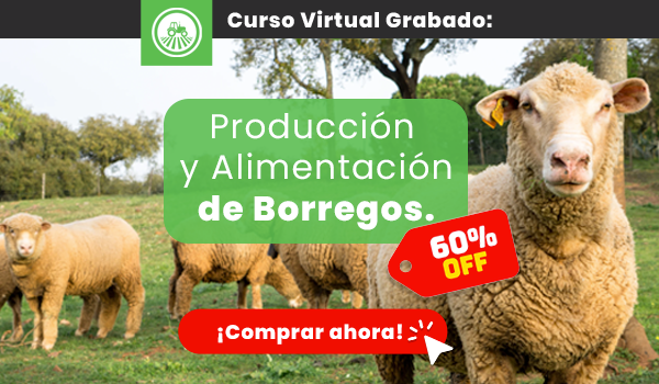 Curso Produccion de Borregos