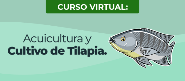 Acuicultura_y_Cultivo_de_Tilapia