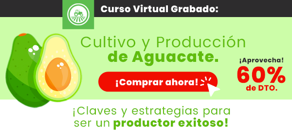 Aguacate
